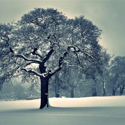 斗牛棋牌app下载